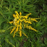 Solidago canadensis L.